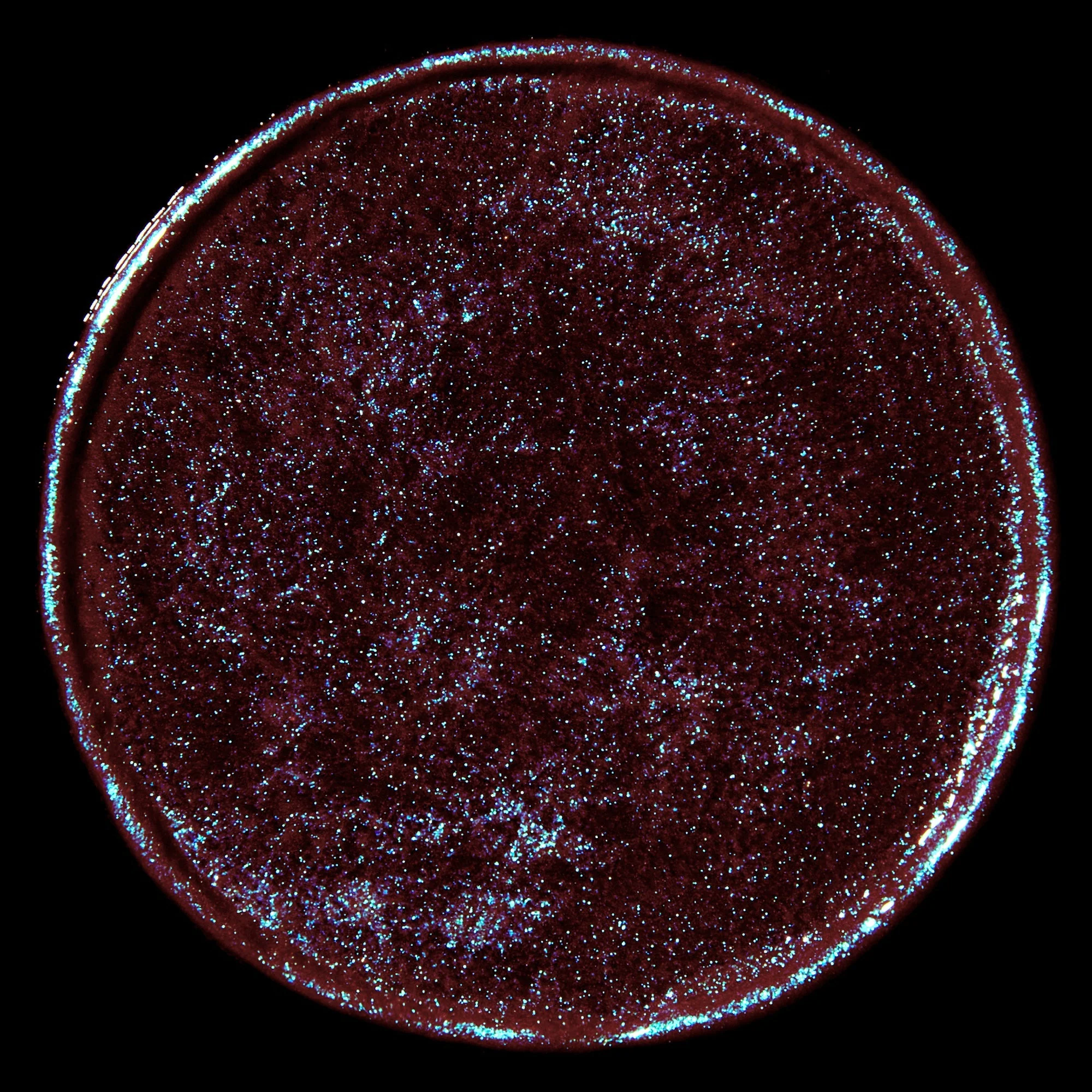 Color Set: Vela + Cygnus - Image 9
